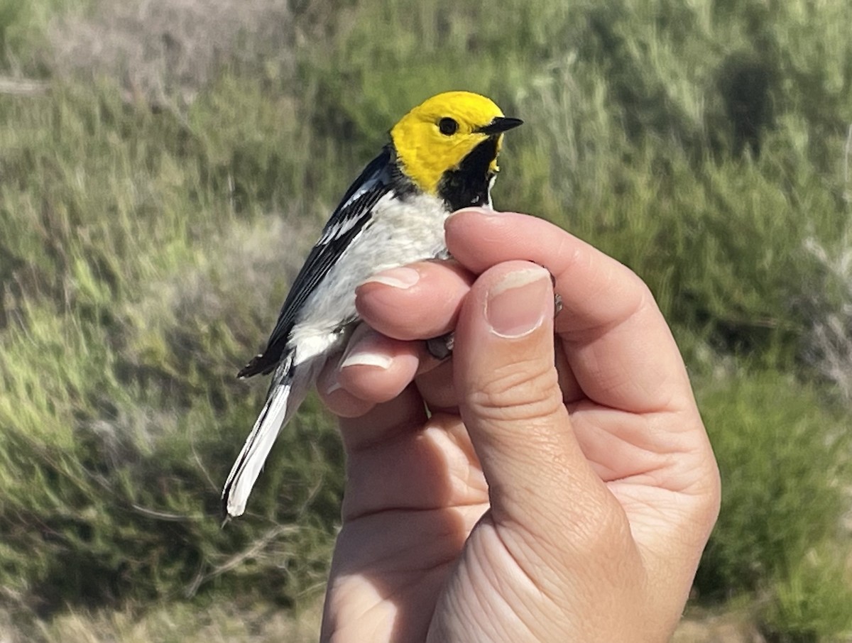 Hermit Warbler - ML634674423