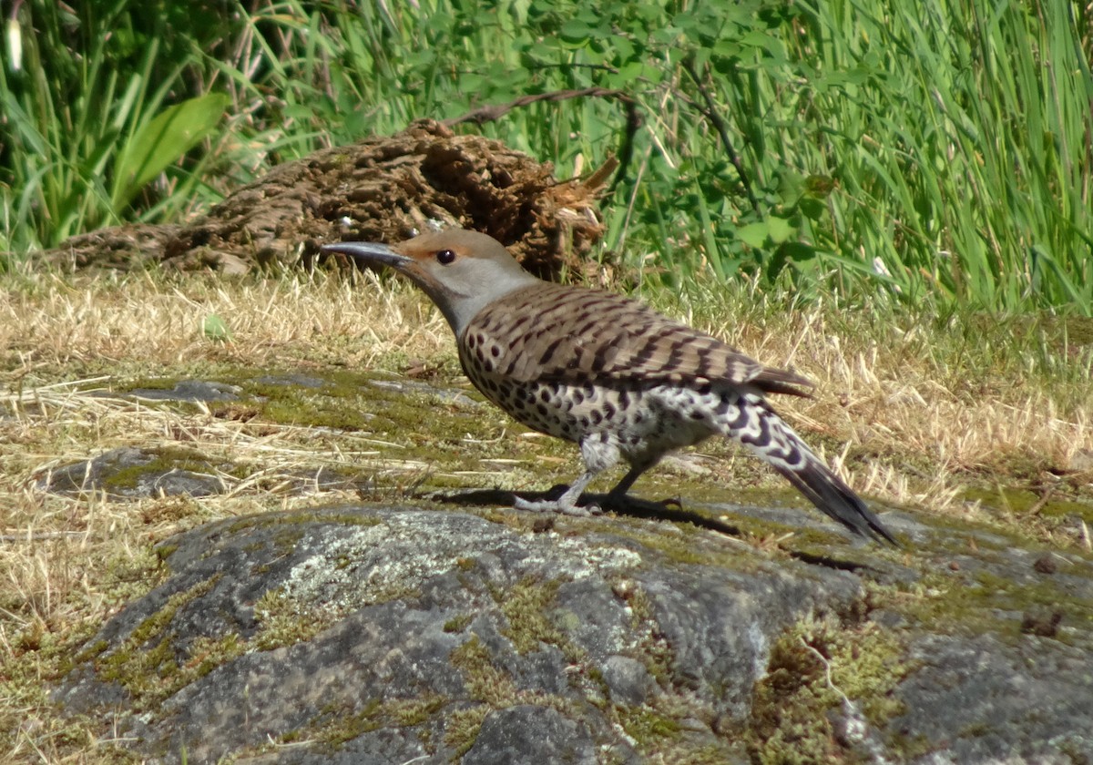 Northern Flicker - ML634674444