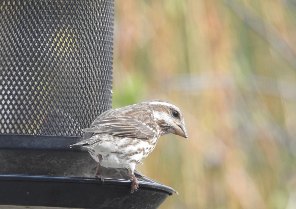 Purple Finch - ML634674447