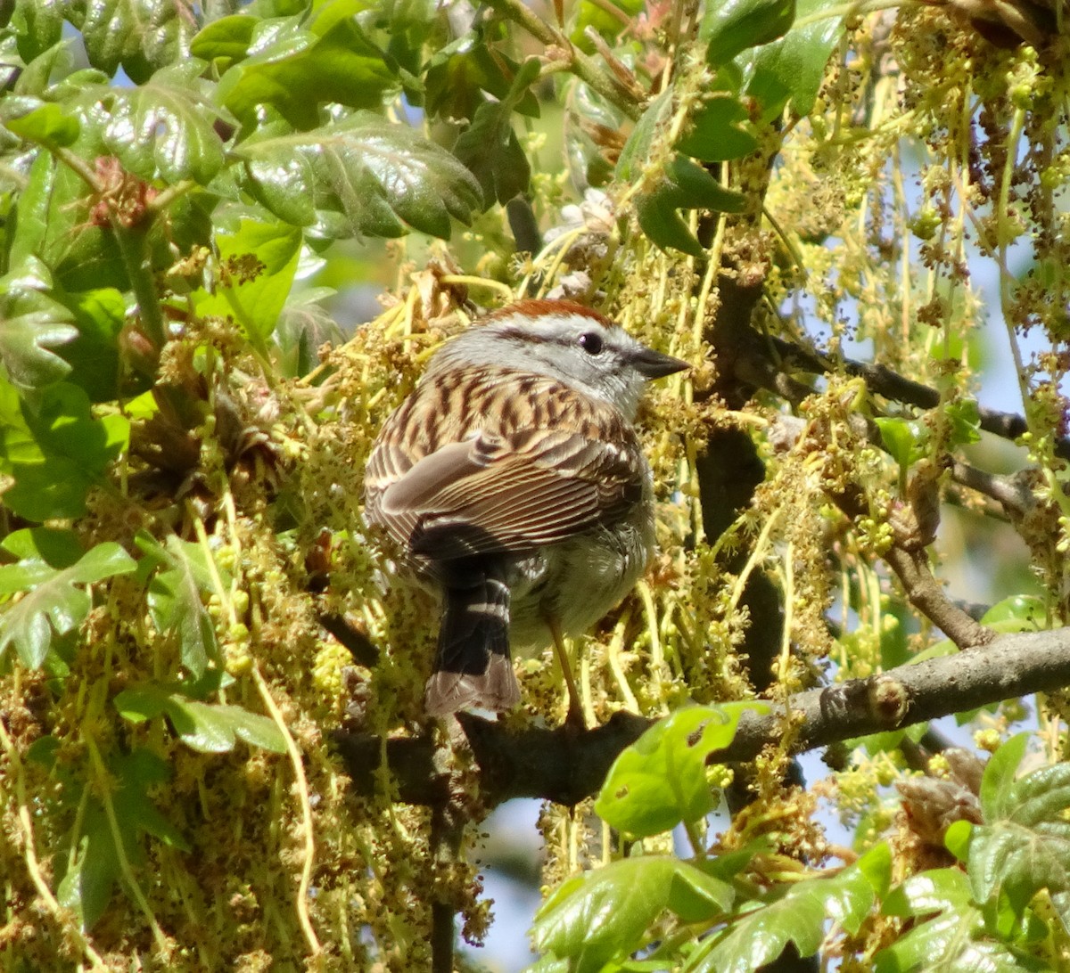 Chipping Sparrow - ML634674482