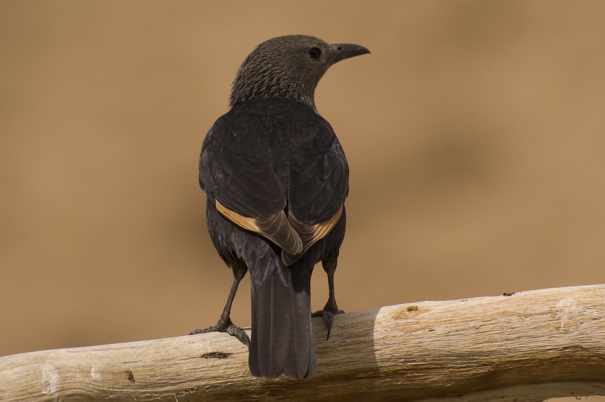 Tristram's Starling - ML634674484