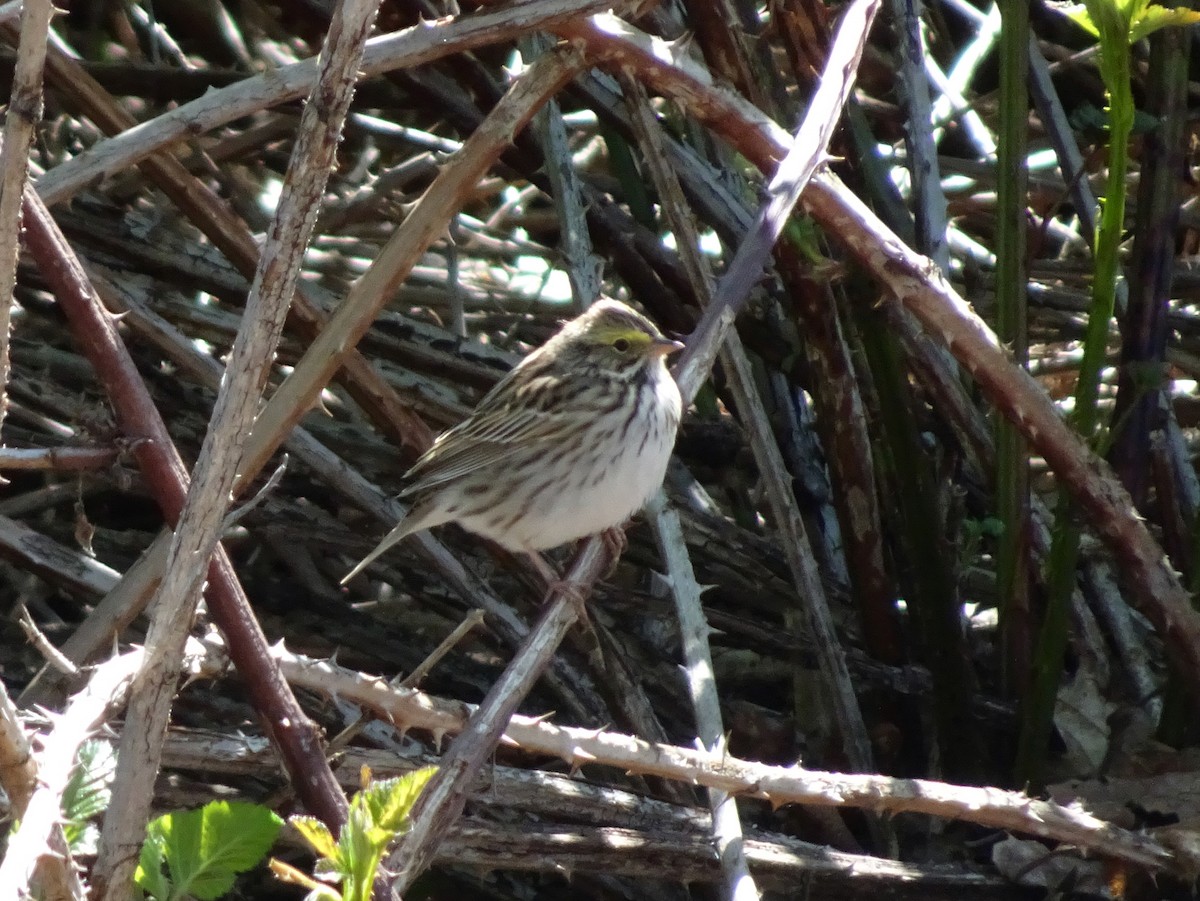 Savannah Sparrow - ML634674487