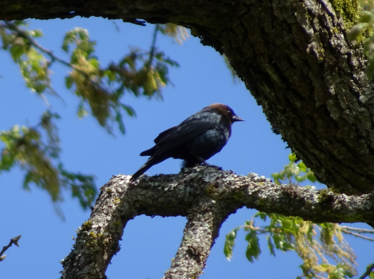 Brown-headed Cowbird - ML634674503