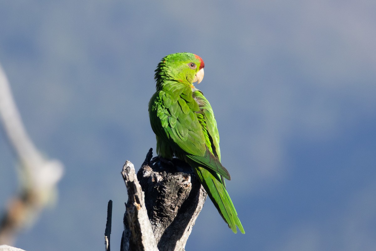 Scarlet-fronted Parakeet - ML634674574