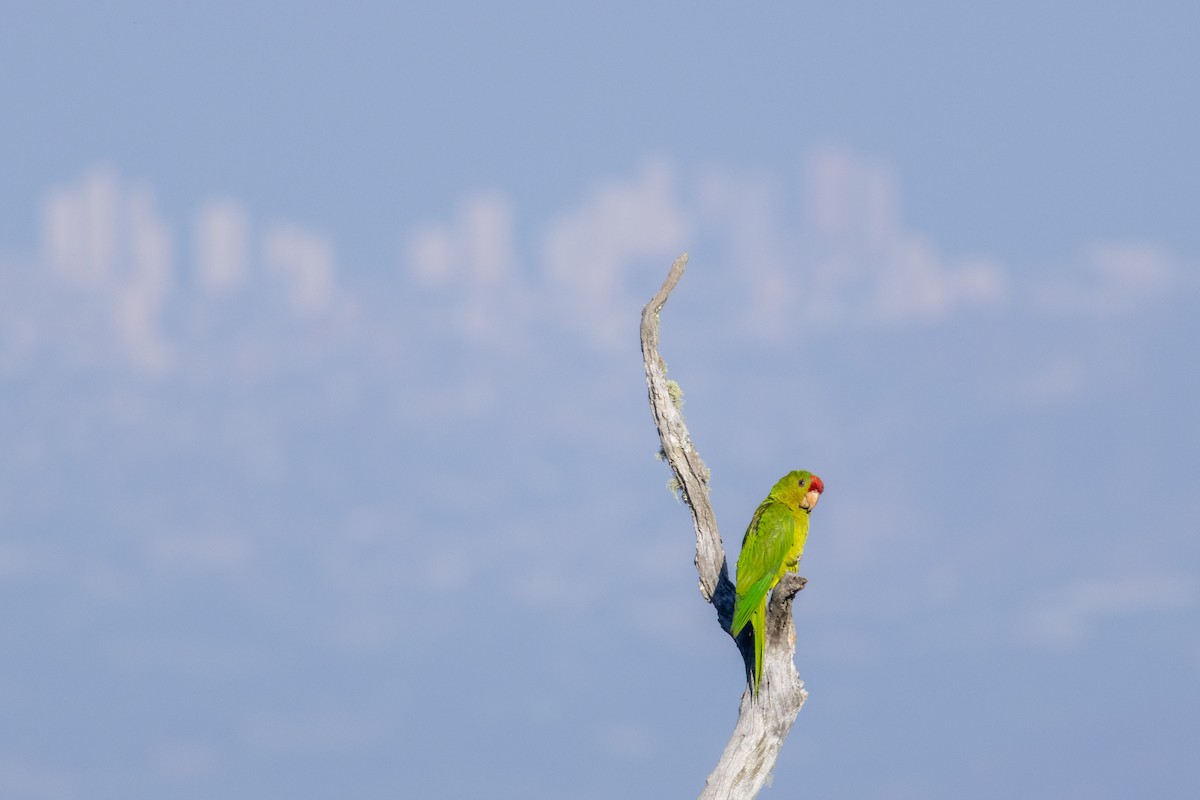Scarlet-fronted Parakeet - ML634674576