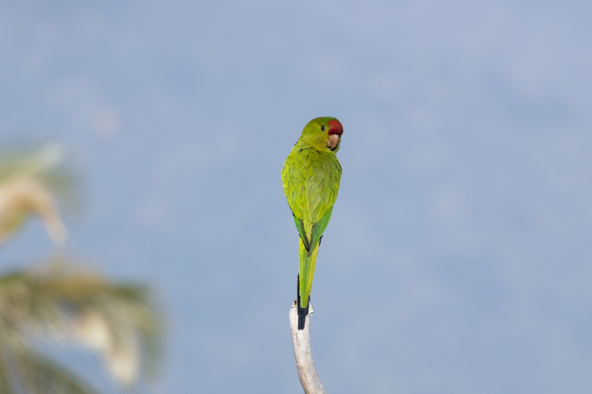 Scarlet-fronted Parakeet - ML634674577