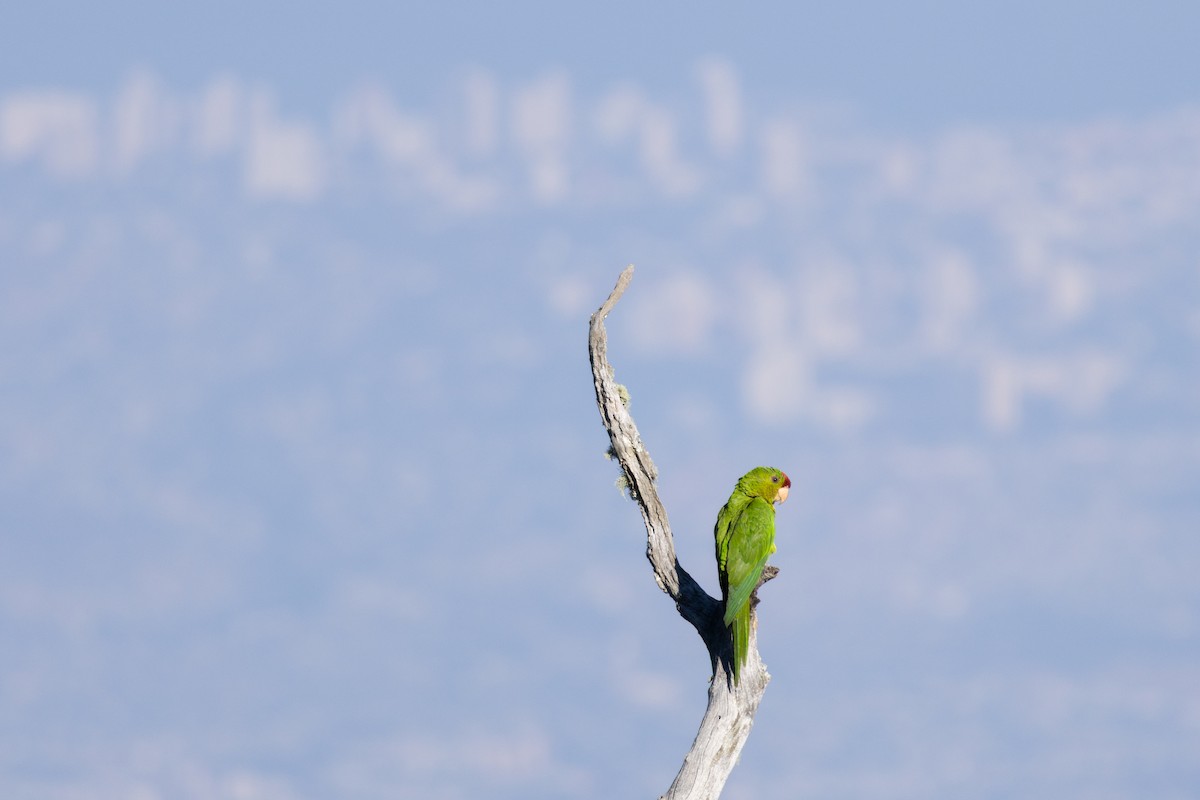 Scarlet-fronted Parakeet - ML634674578