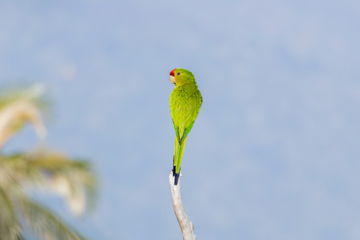 Scarlet-fronted Parakeet - ML634674579