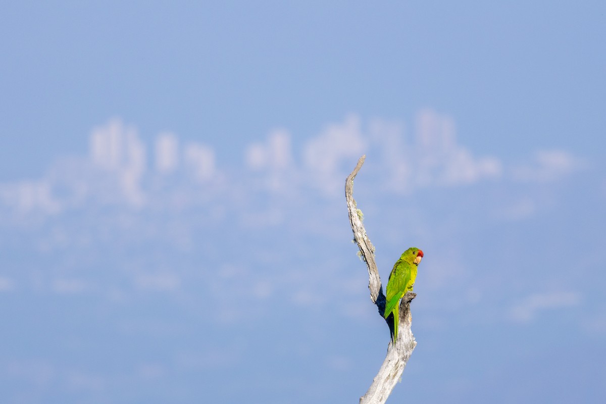 Scarlet-fronted Parakeet - ML634674580