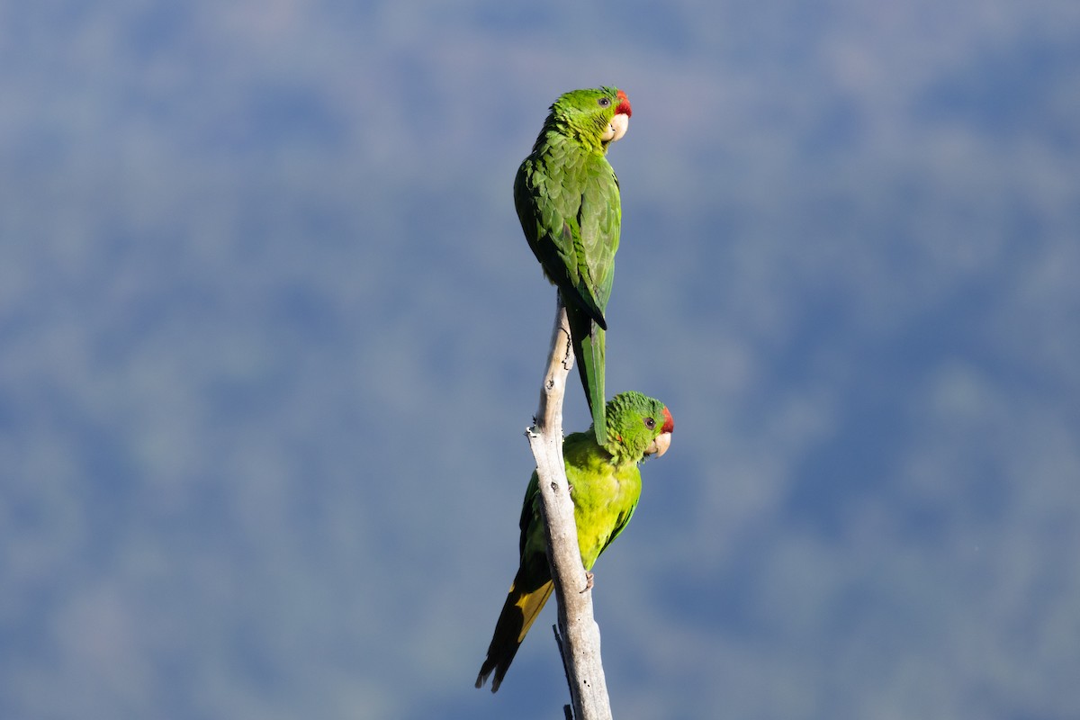 Scarlet-fronted Parakeet - ML634674582