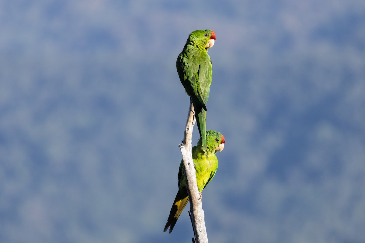 Scarlet-fronted Parakeet - ML634674583