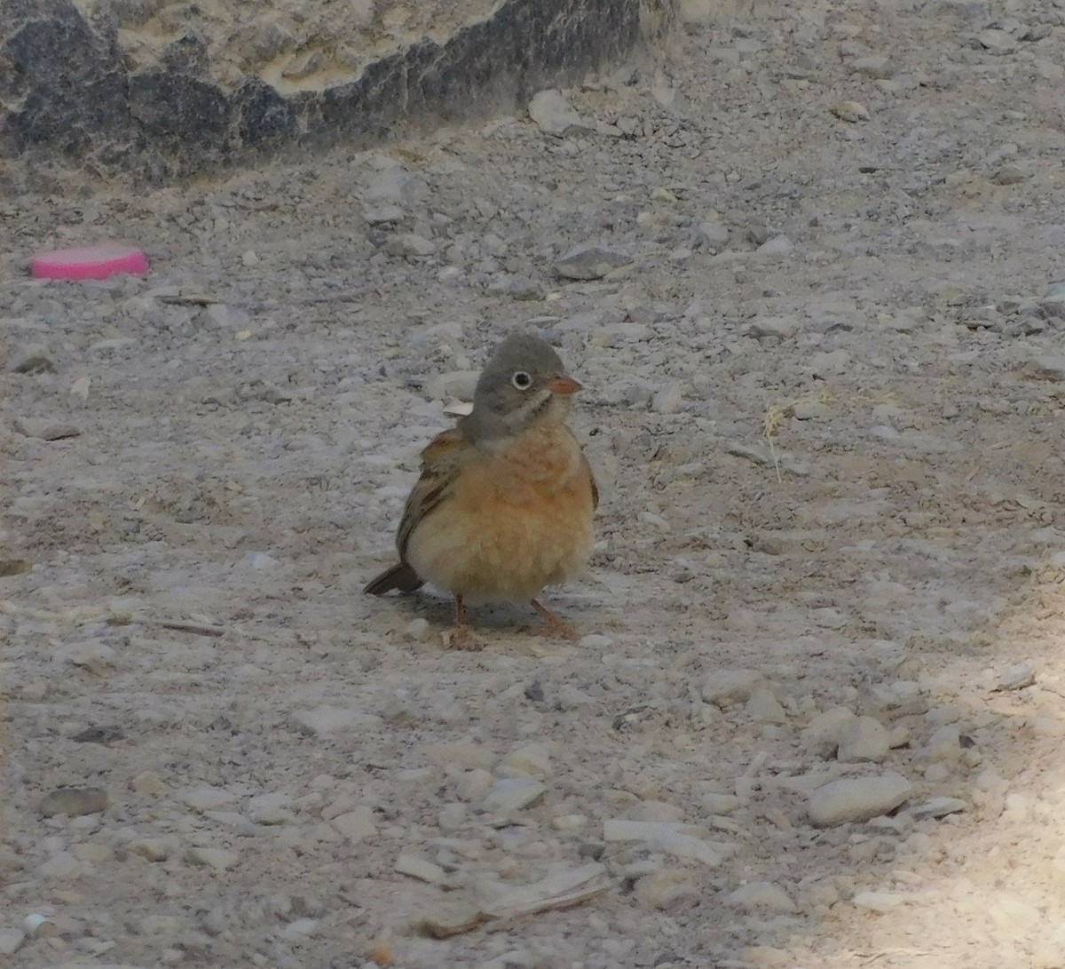 Gray-necked Bunting - ML634674608