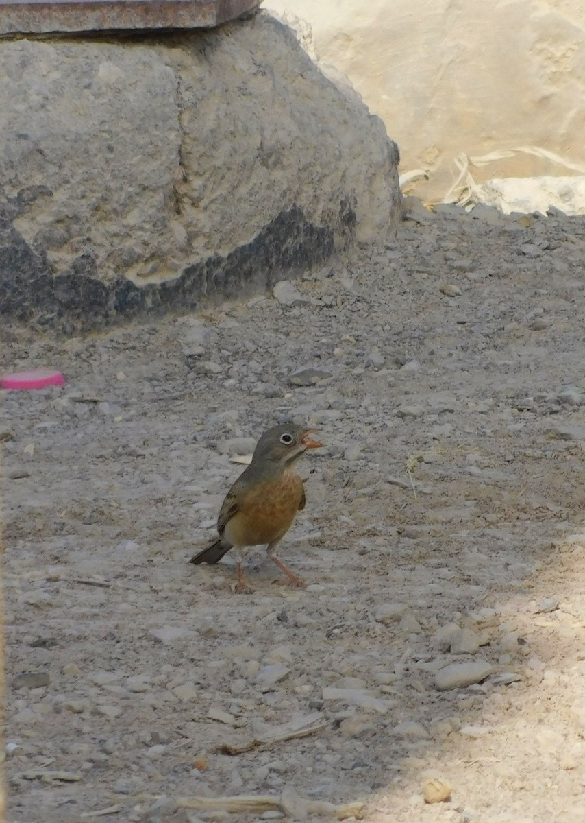 Gray-necked Bunting - ML634674609