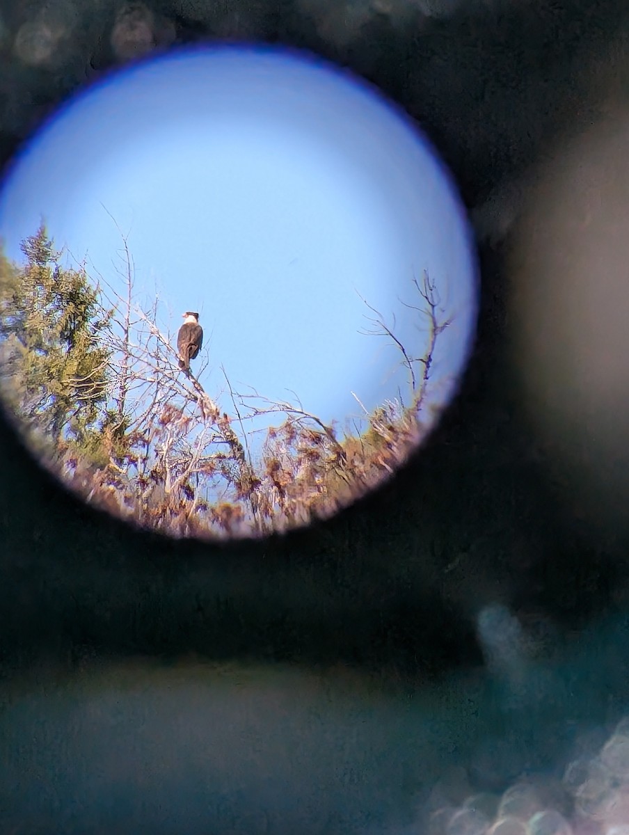 Crested Caracara - ML634674704