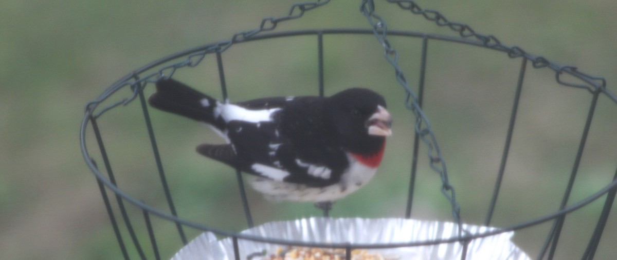 Rose-breasted Grosbeak - ML634674741