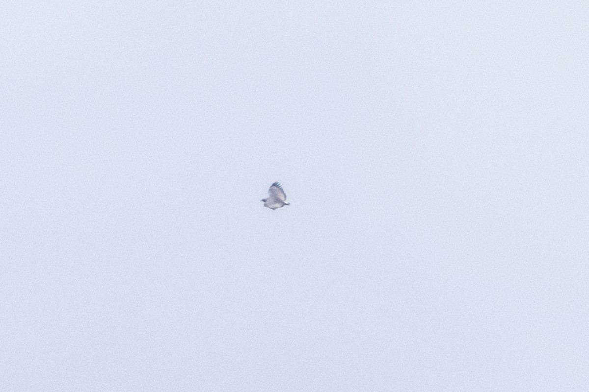 Solitary Eagle - ML634674744