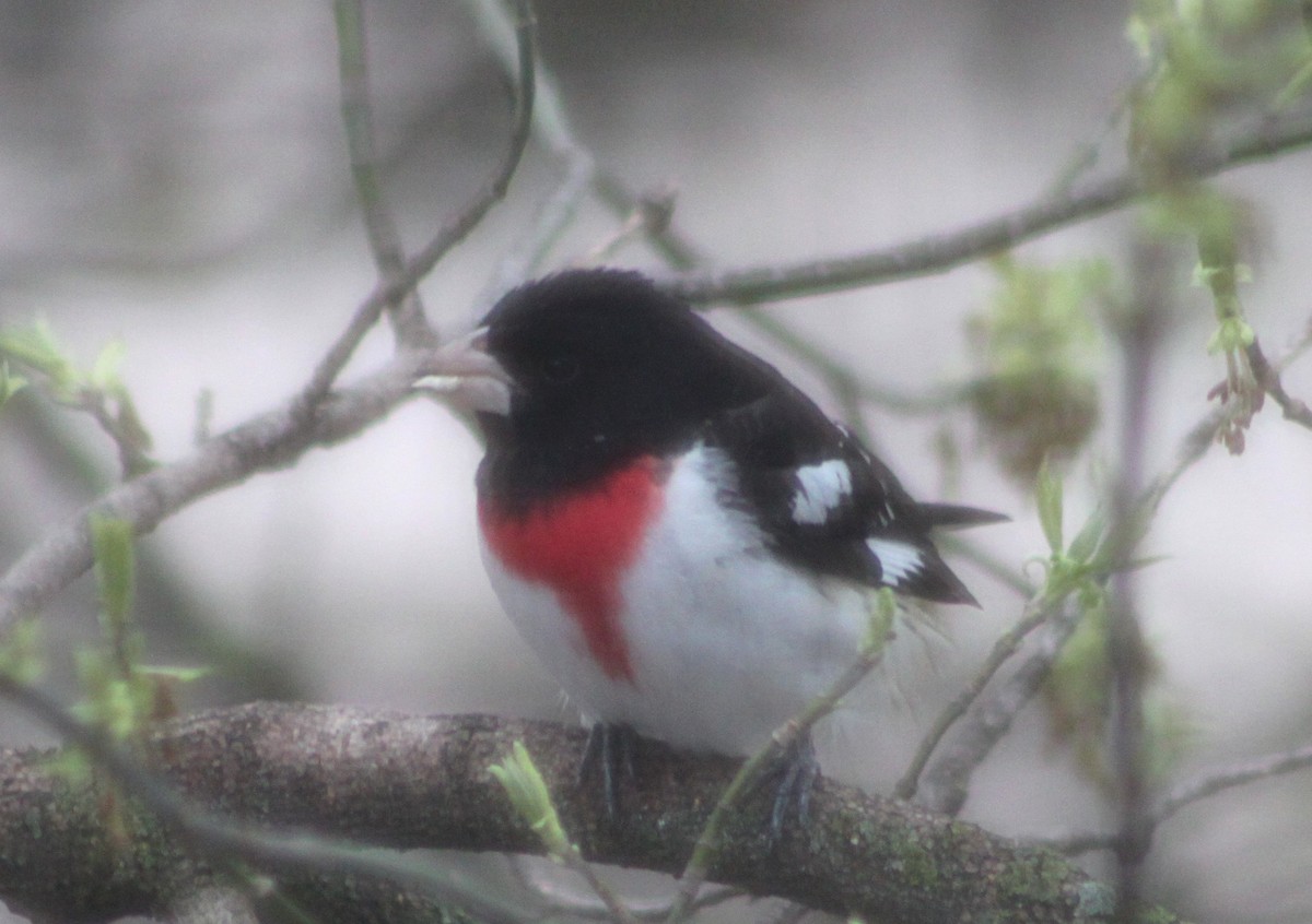 Rose-breasted Grosbeak - ML634674745