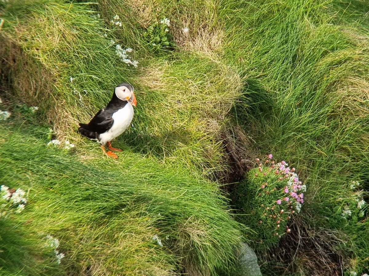 Atlantic Puffin - ML634674833