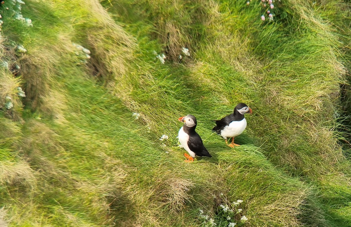 Atlantic Puffin - ML634674834