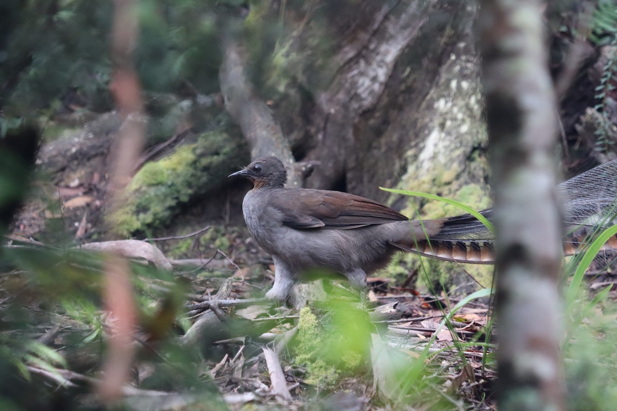 Superb Lyrebird - ML634674851