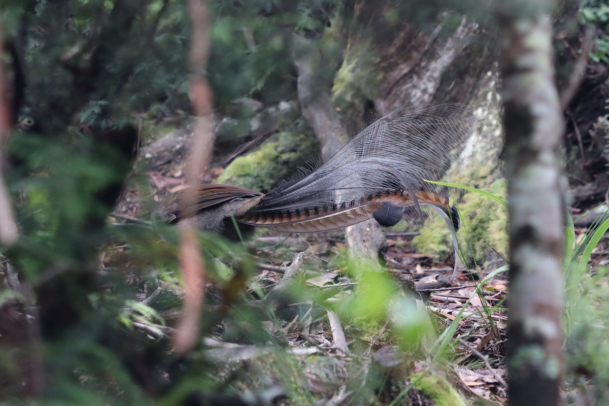Superb Lyrebird - ML634674852
