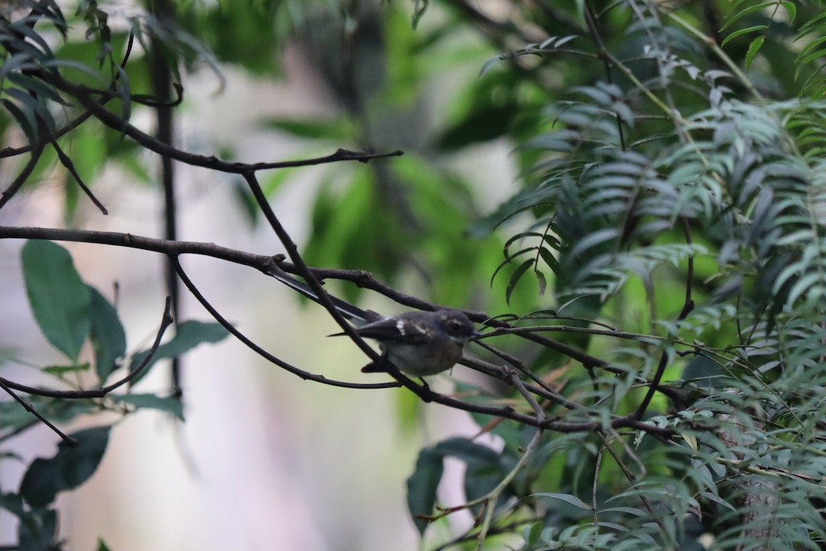 Gray Fantail - ML634674898