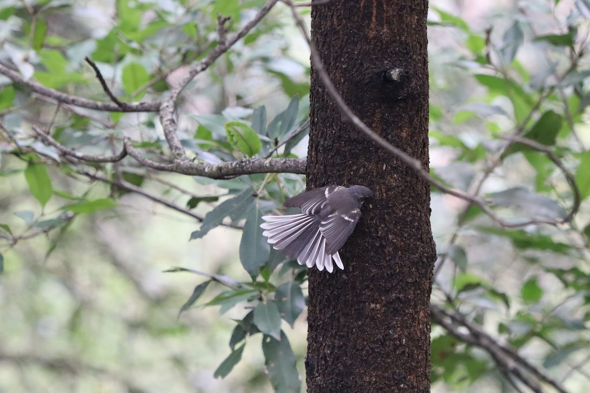 Gray Fantail - ML634674899