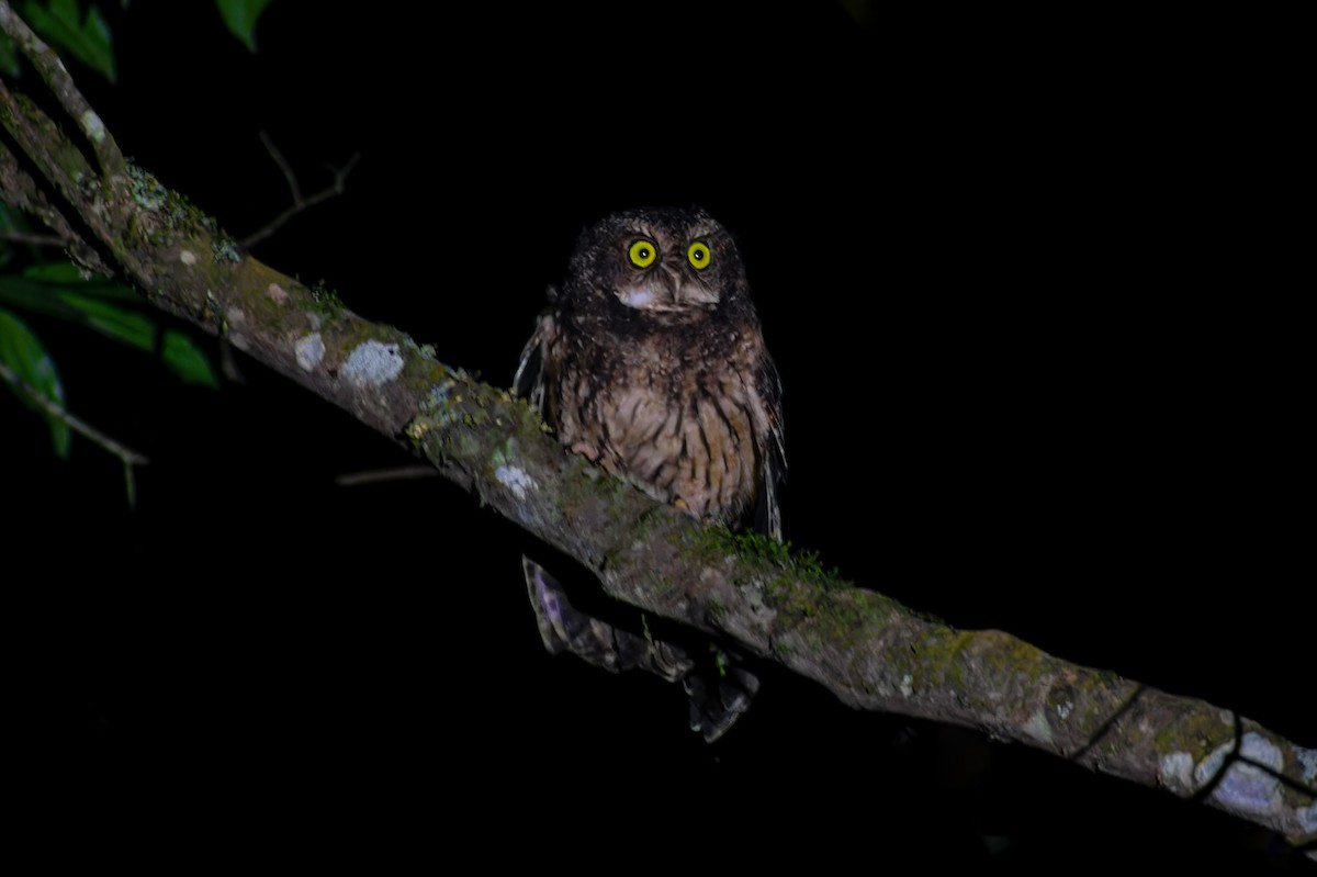 White-throated Screech-Owl - ML634674948