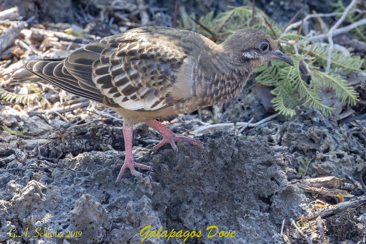 Galápagostaube - ML634675113