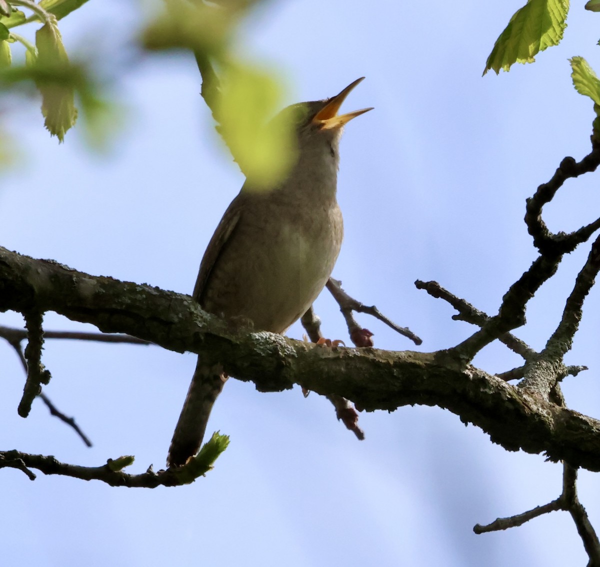 Northern House Wren - ML634675133