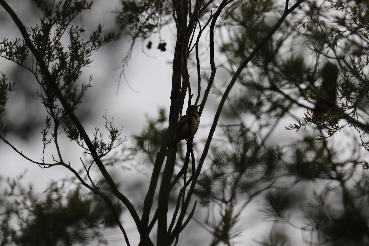 Eastern Spinebill - ML634675213