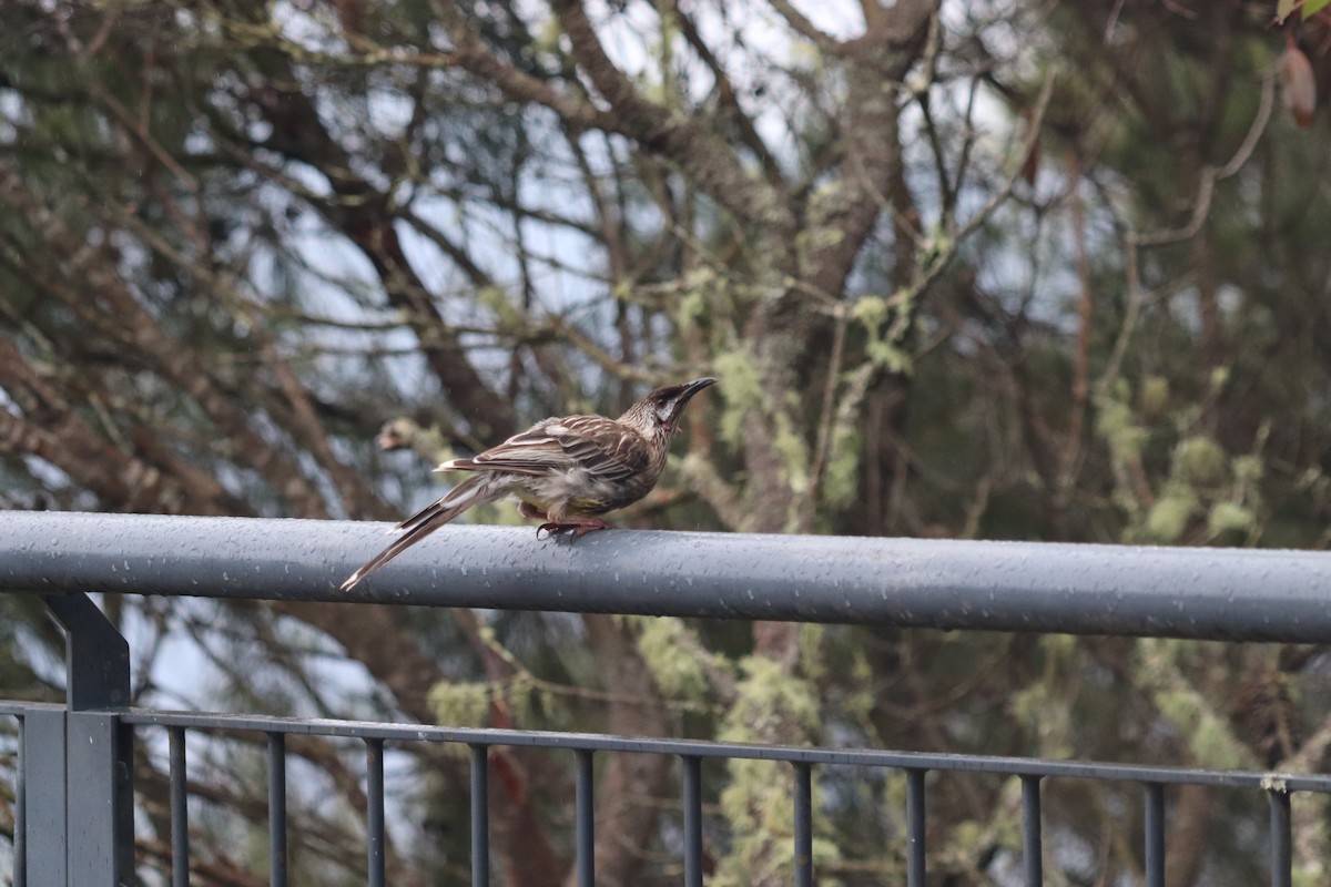 Red Wattlebird - ML634675226