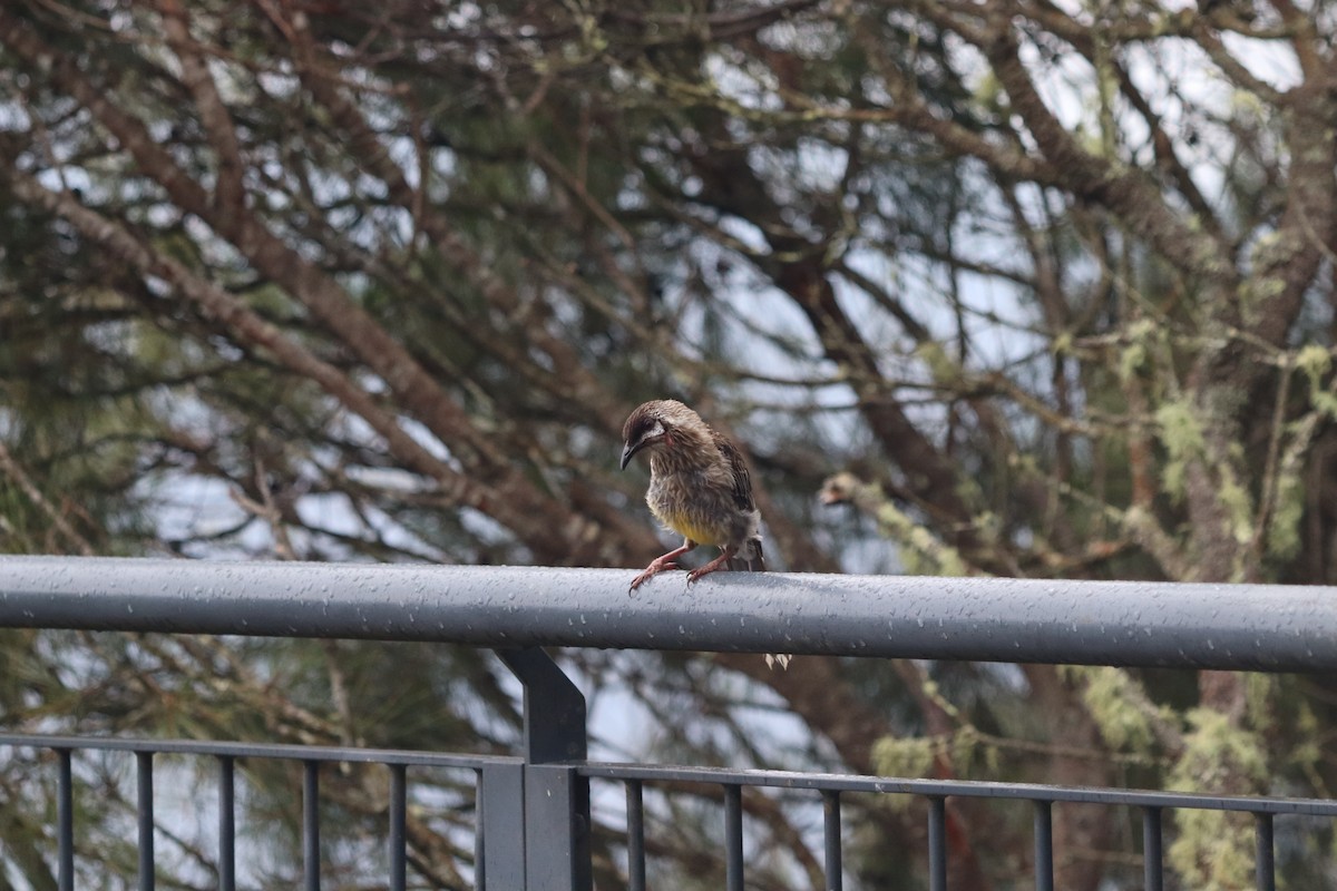 Red Wattlebird - ML634675227