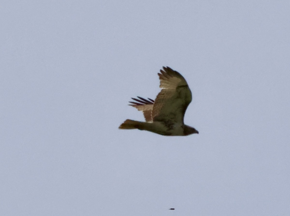 アカオノスリ - ML634675294