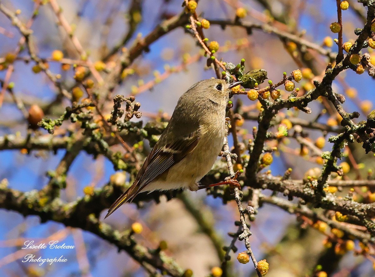 Ruby-crowned Kinglet - ML634675477