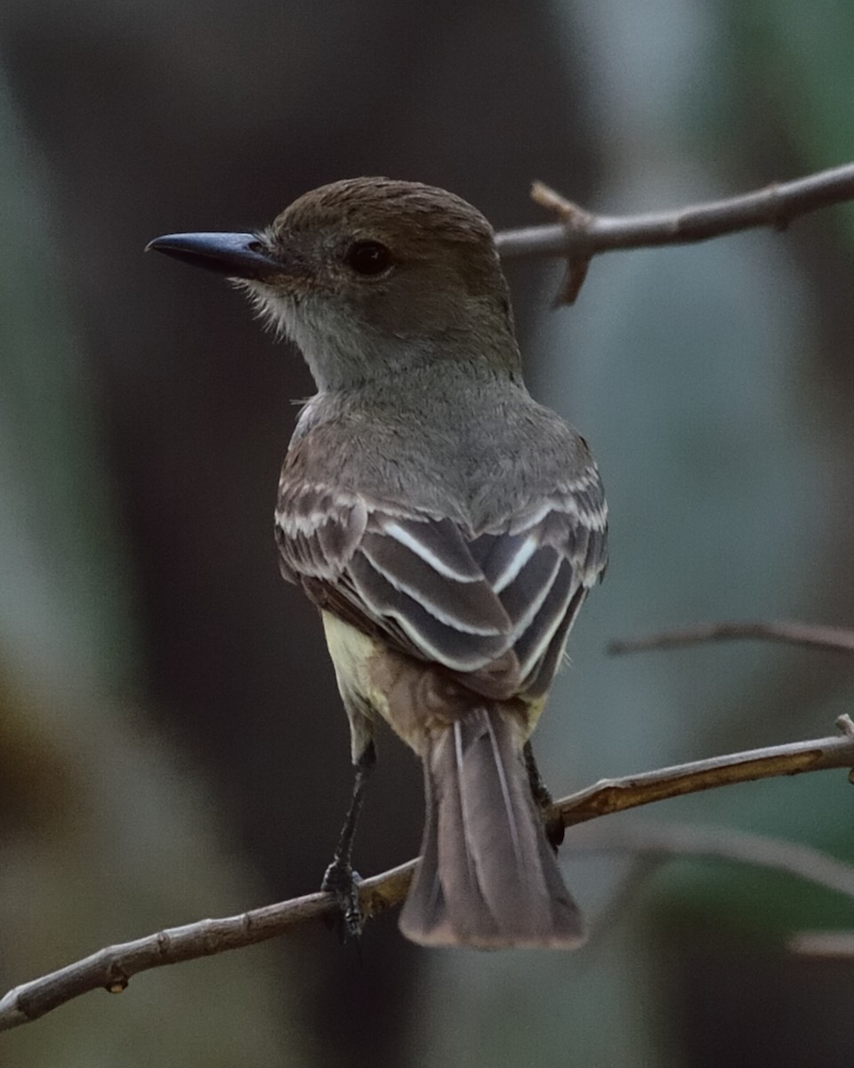 Swainson's Flycatcher - Michiel Oversteegen