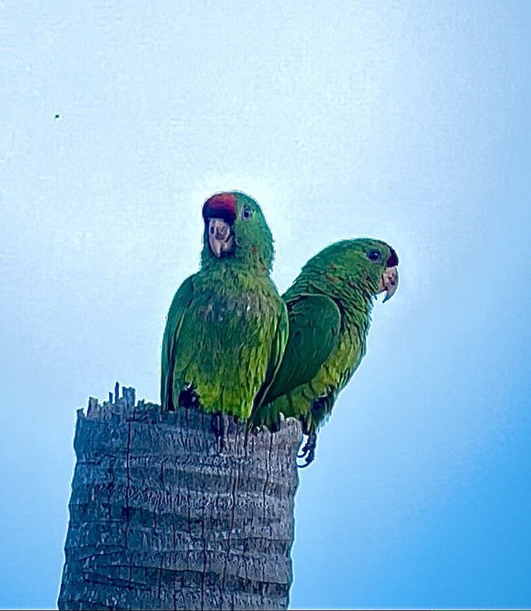 Scarlet-fronted Parakeet - ML634675527
