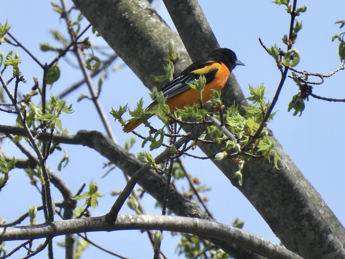 Baltimore Oriole - ML634675599