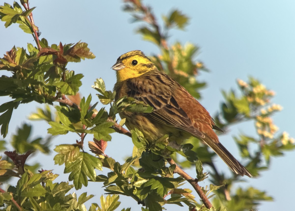 Yellowhammer - ML634675641
