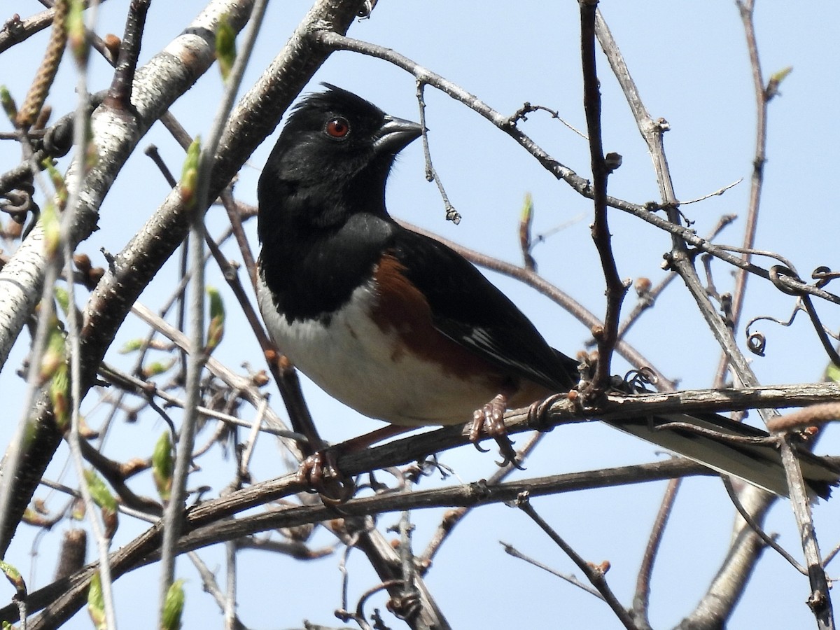Eastern Towhee - ML634675683