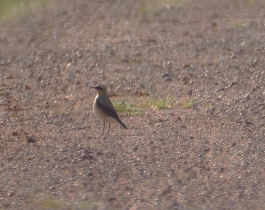 Northern Wheatear - ML634675798