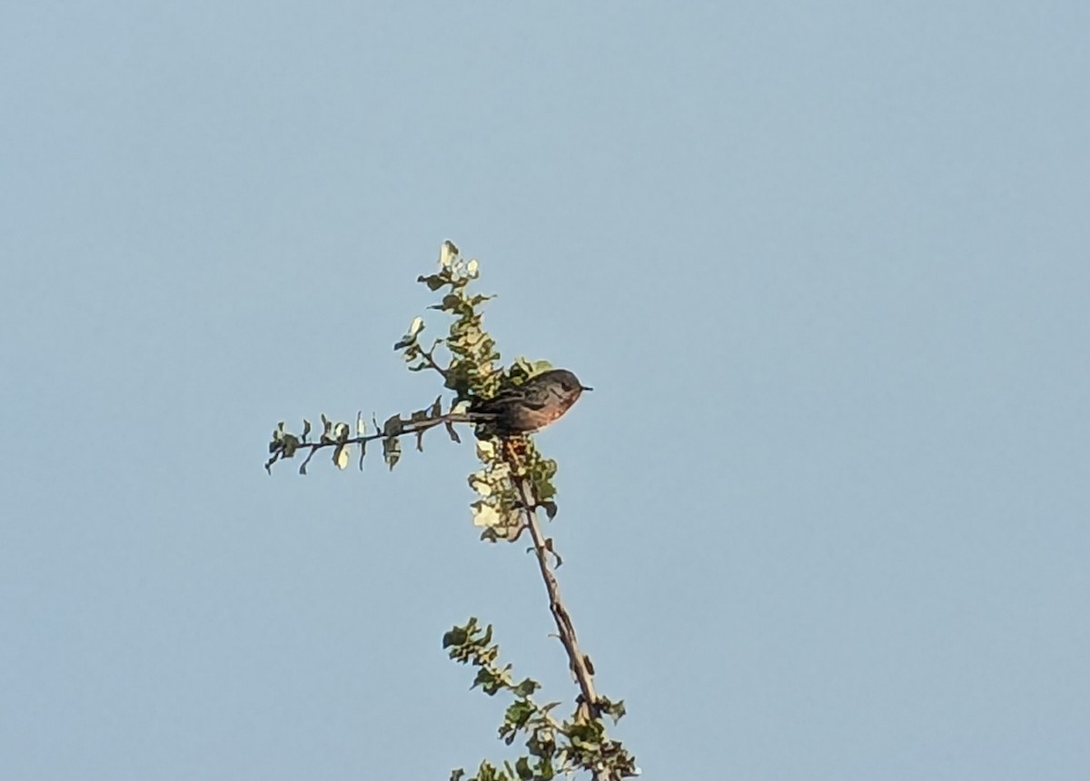 Dartford Warbler - ML634675800