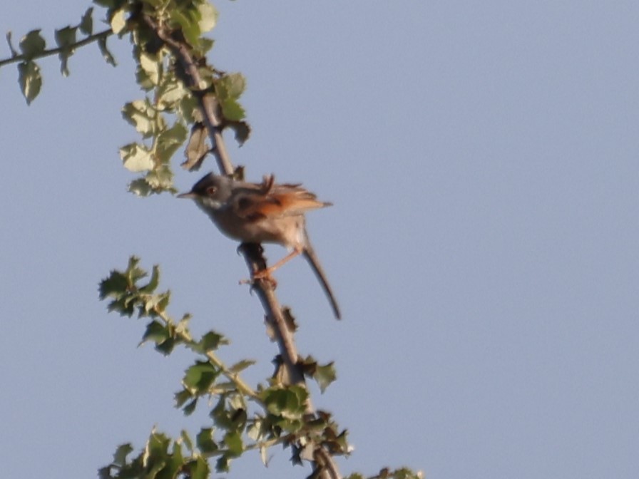 Spectacled Warbler - ML634675805