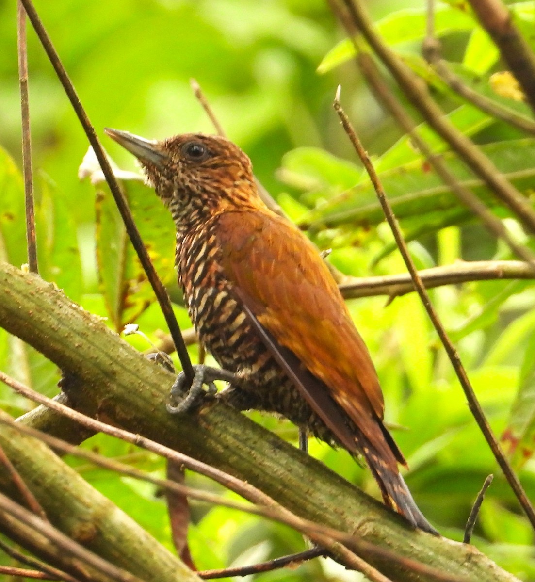 Choco Woodpecker - ML634675809