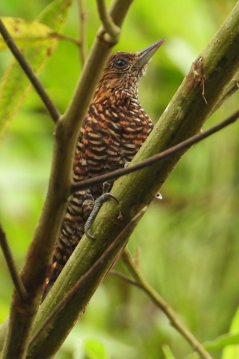 Choco Woodpecker - ML634675810