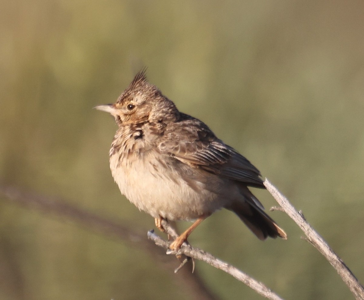Crested Lark - ML634675811