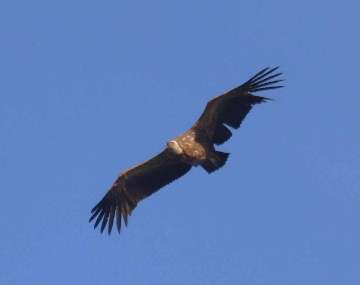 Eurasian Griffon - ML634675815
