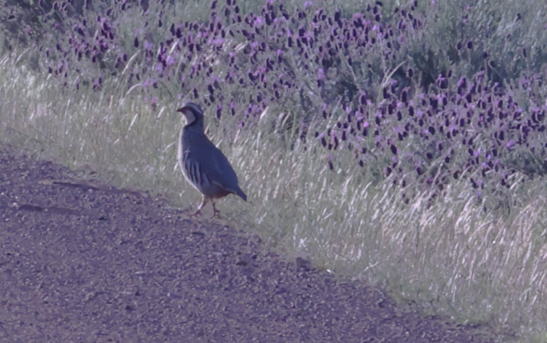 Red-legged Partridge - ML634675818