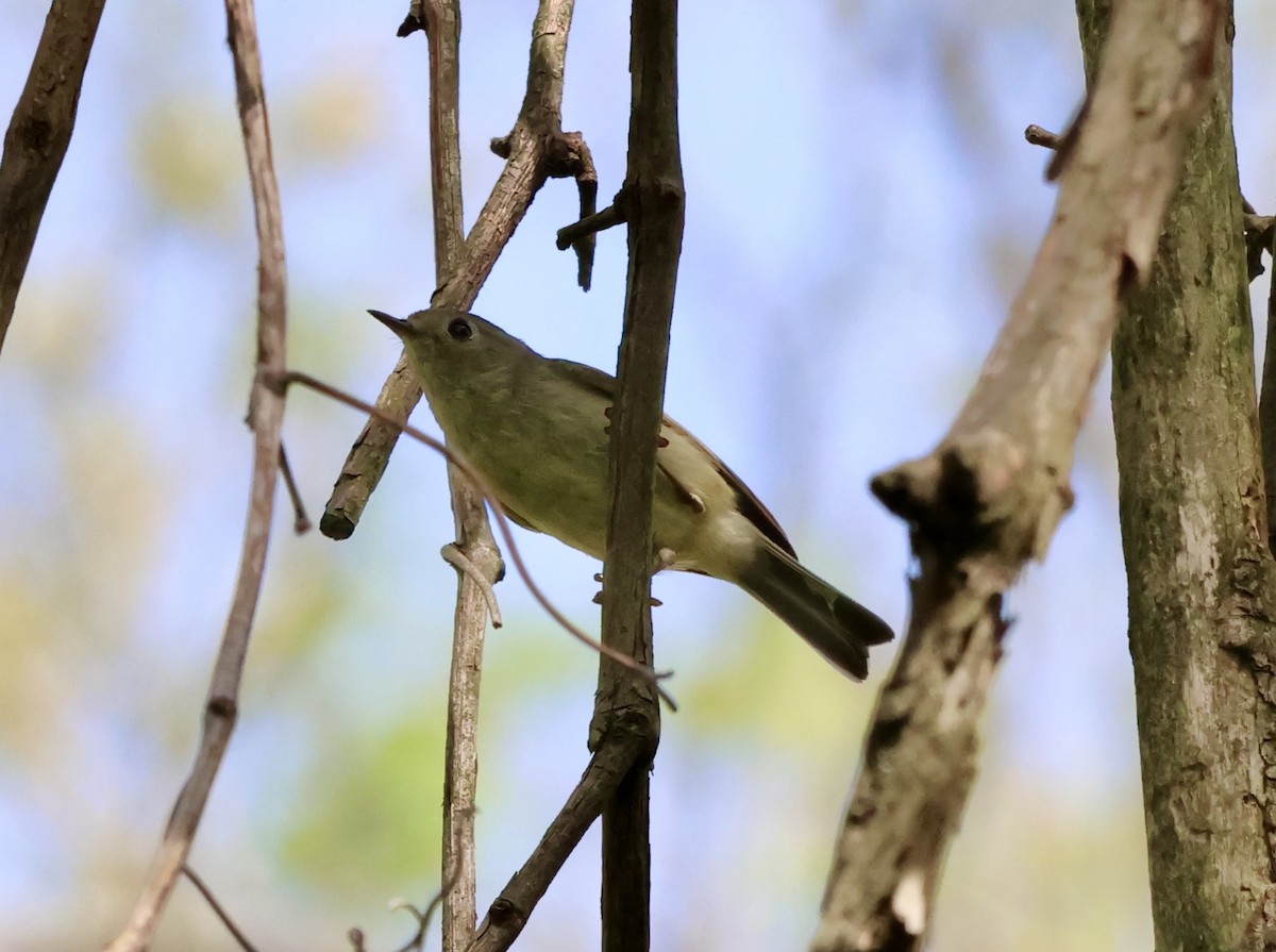 Ruby-crowned Kinglet - ML634675822
