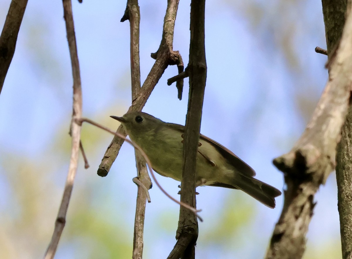 Ruby-crowned Kinglet - ML634675850